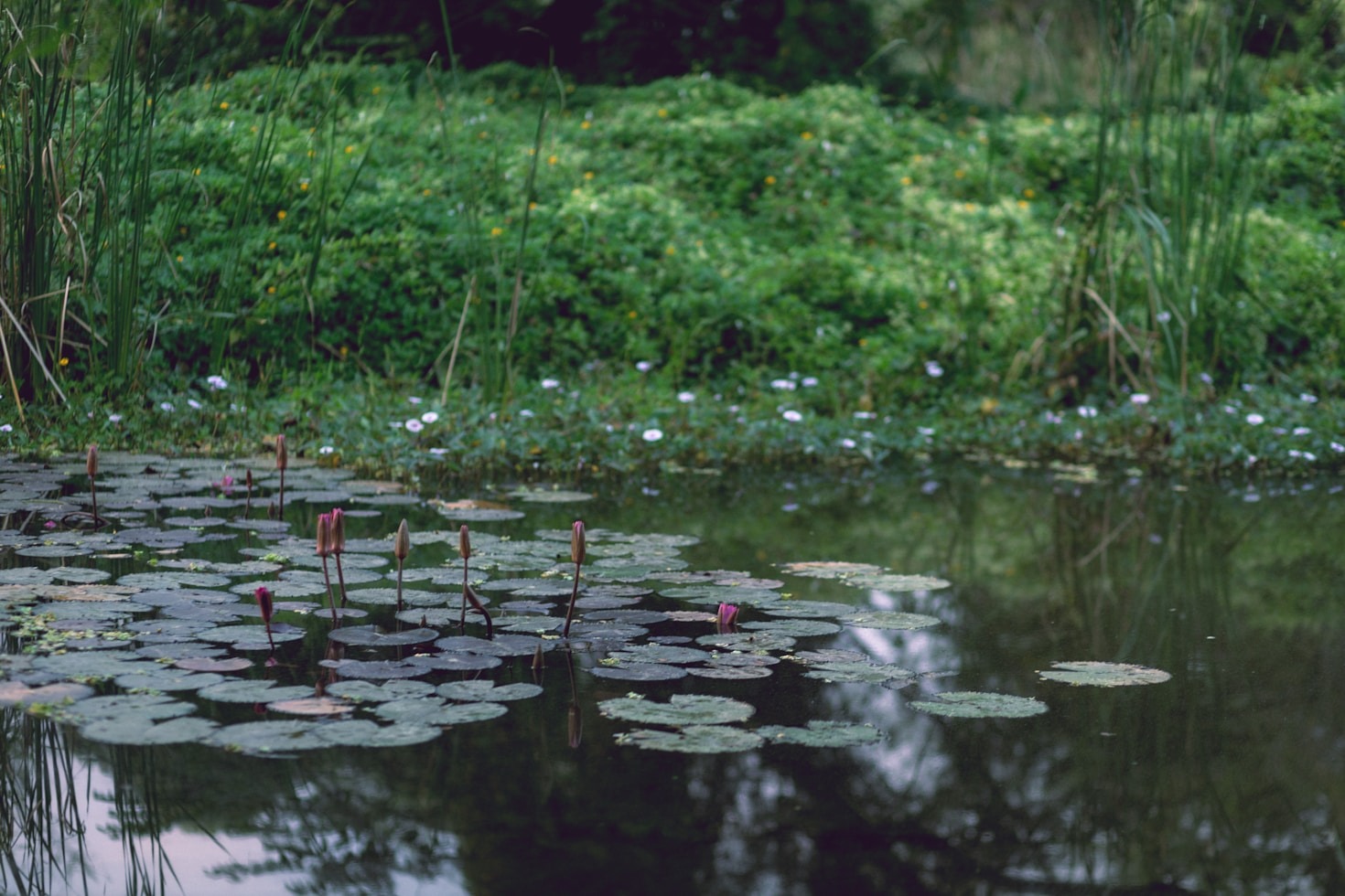 Dlaczego warto zainwestować w profesjonalne projektowanie ogrodu